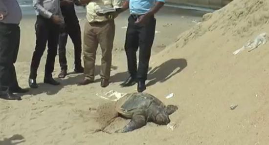 Investigation on turtle carcasses washing ashore